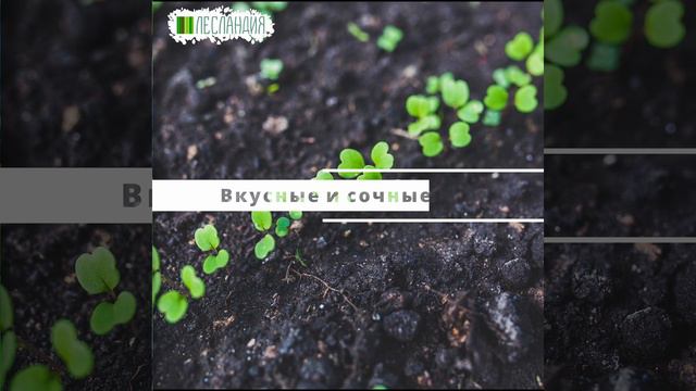 Голубика Высокорослая Валькирия, Семена