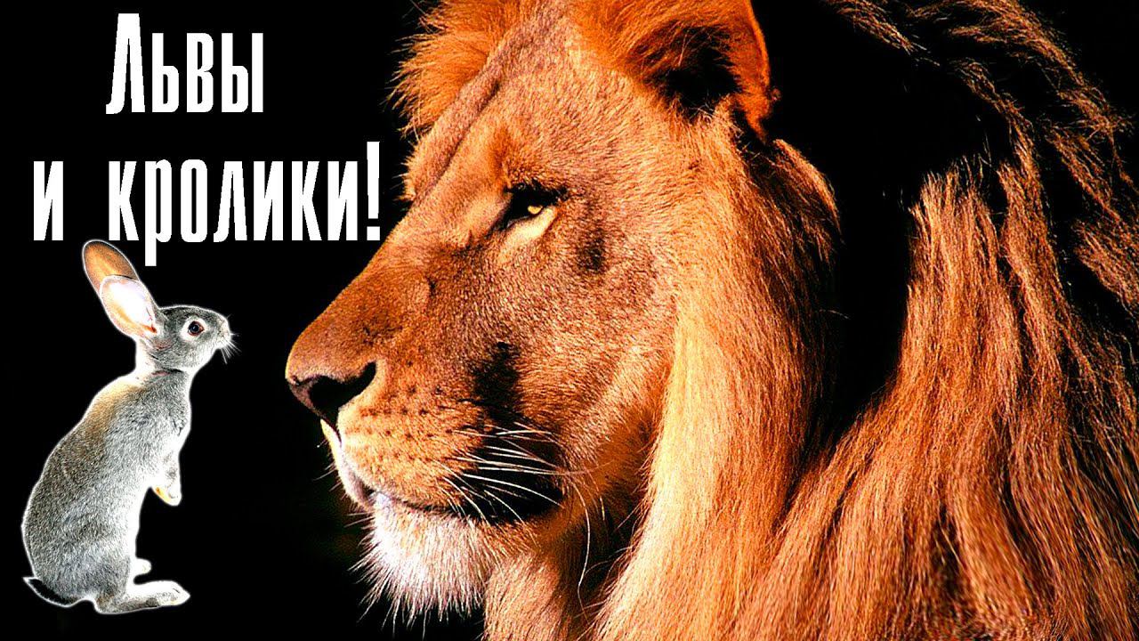 Львы и кролики смотреть онлайн