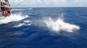 Трофейная рыбалка на Марлина