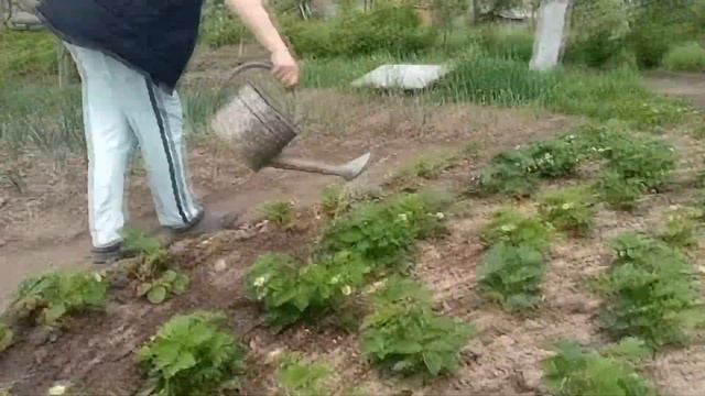 Клубника на дрожжах - пьяная клубника смотреть онлайн