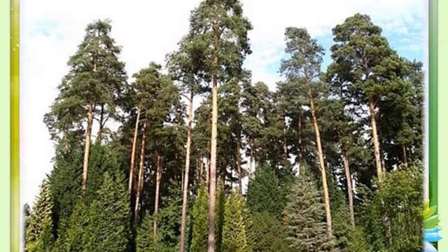 Презентация Лес богатство нашего края смотреть онлайн