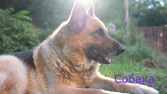 Азбука и животные для самых маленьких!!! Учим буквы и названия животных! смотреть онлайн