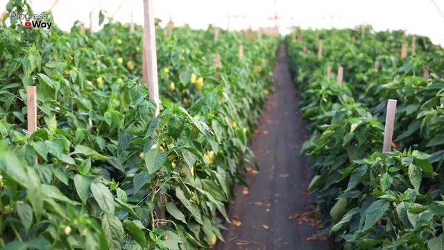 Полейте этим перец для быстрого роста и увеличения урожая! смотреть онлайн