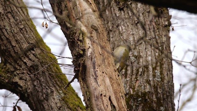 Warum hat der Specht kein Kopfweh?/Почему у дятла не болит голова?/Green woodpecker / смотреть онлайн