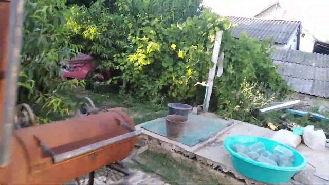 Кормим вьетнамских поросят, гуляем с немецкой овчаркой и европейской овчаркой. карликовые куры смотреть онлайн