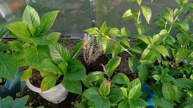 ОГОРОД. /уборка в огороде/ последние огурчики/ поздние цветы/ гладиолусы/ Зверье моё смотреть онлайн