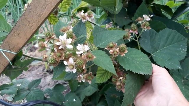 ЕЖЕВИКА!Правильная формировка для хорошего урожая!#ежевика#какобрезатьежевику#формировкаежевики смотреть онлайн