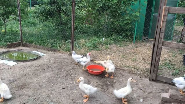 Куры ЛОМЕН БРАУН; ПЛИМУТРОК; АДЛЕРОВСКАЯ СЕРЕБРИСТАЯ. Утки СТАР 53. Краткий обзор смотреть онлайн