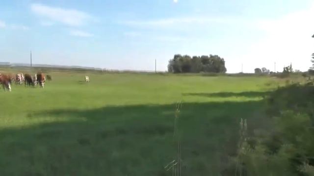 Заготовка саай для поднятия слива воды на Симаковском (костровом пруду). 10. 08. 2020 смотреть онлайн