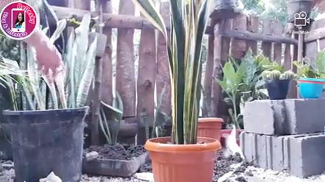 PLANTING SANSEVIERA, PALMERA AND CACTUS PLANTS| BELLESKY CHANNEL смотреть онлайн