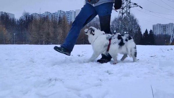 Аусси Easy и ее фрисби-фристайл