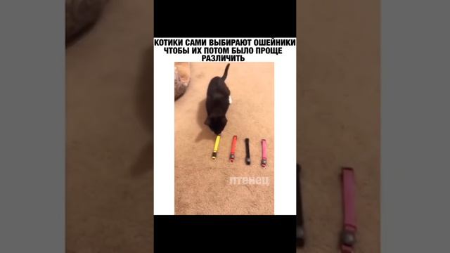 Котята сами решают какой носить им ошейник / Kittens decide which collar to wear. смотреть онлайн