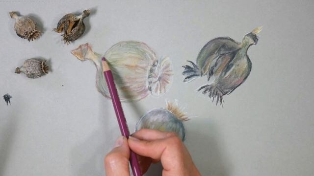 Sketchbook Sunday Poppy Seed Pods in Pastel Pencil смотреть онлайн