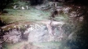 Песня Волчонок