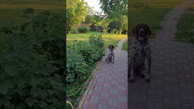 Активна піна для скла Wurth. Як швидко помити скло від комах. смотреть онлайн