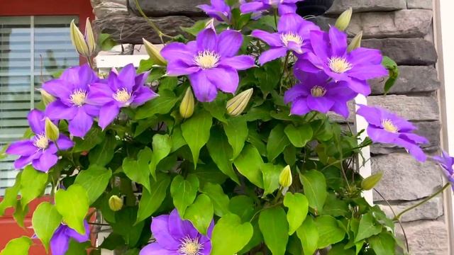 Clematis H F Young With Beautiful Blooms.