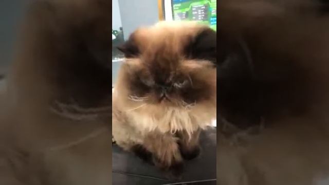 My Cat lets me know which NODE to delete. :) смотреть онлайн