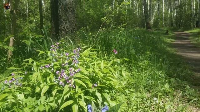 Краснообская роща. Лесная тропинка на котлован. смотреть онлайн