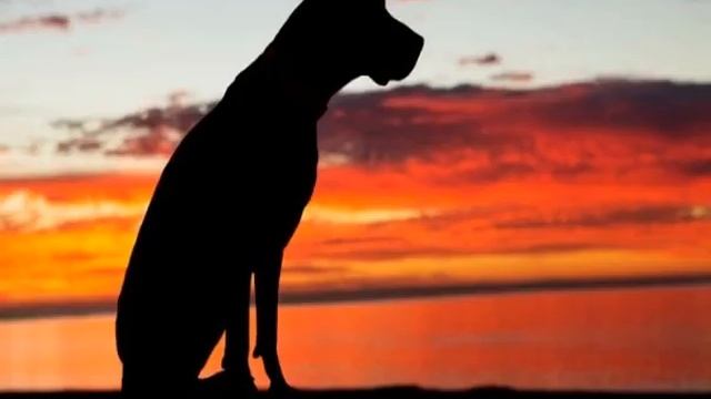 Куда попадают собаки после смерти, куда уходит душа смотреть онлайн