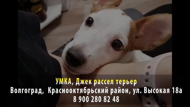 Нашлась! УМКА. Джек рассел терьер. Волгоград, Краснооктябрьский район, ул. Высотная, 18а смотреть онлайн