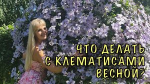 КЛЕМАТИСЫ ЗАВАЛЯТ ЦВЕТАМИ! Секреты ухода весной