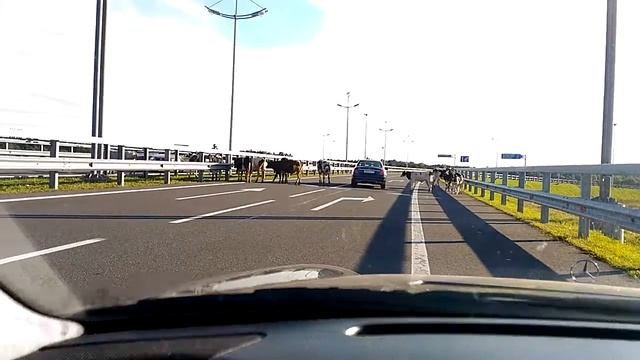 Дорога из аэропорта Храброво на Калининград смотреть онлайн
