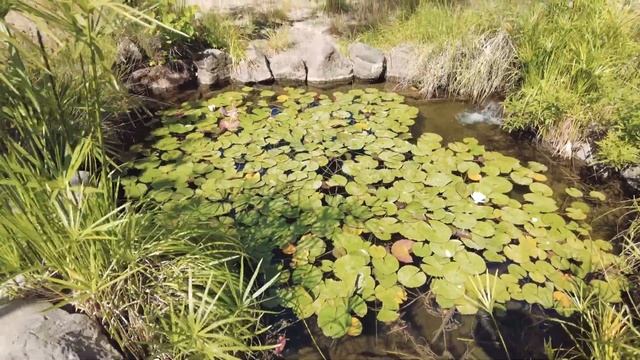 Turtle Bay Exploration Park Complete Tour 2021