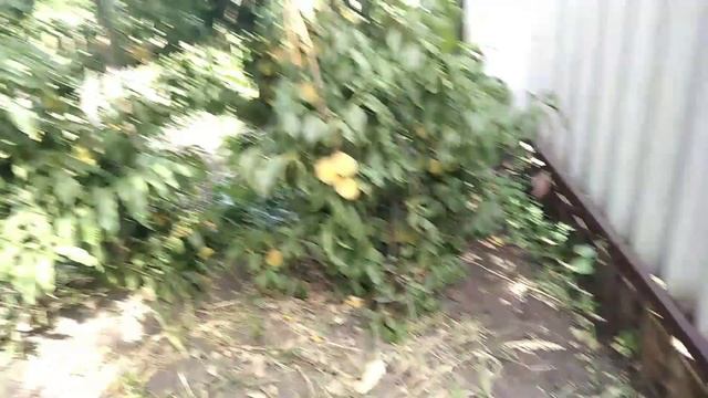 БОРЬБА С КУРЧАВОСТЬЮ ПЕРСИКА И ДРУГИХ ЗАБОЛЕВАНИЙ НАРОДНЫМ МЕТОДОМ ))) смотреть онлайн