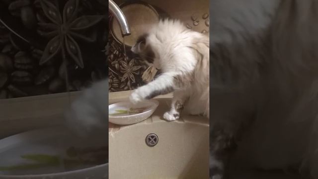 Кошка которая не умеет пить воду смотреть онлайн