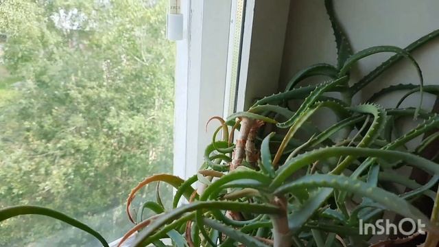 Сколько времени могут выдержать комнатные растения без полива? смотреть онлайн