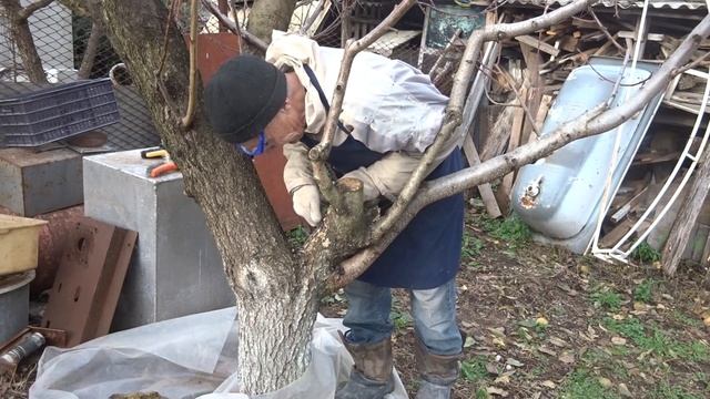 Домовая гармония