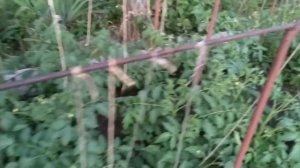 Универсальная шпалера для подвязки томатов из подручных материалов