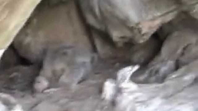 California Condor Chick in cave смотреть онлайн