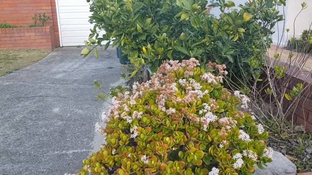 Какие Растения Зимой Растут на Улице в Австралии смотреть онлайн