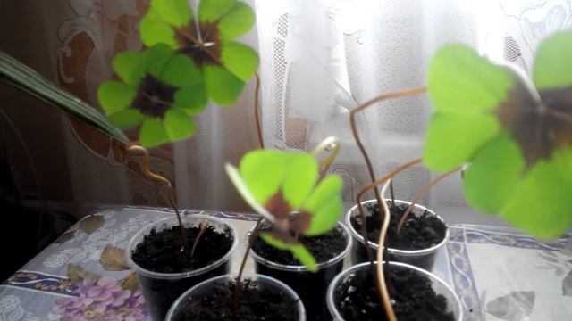 Кислица Деппа.#Железный крест. #Оксалис. смотреть онлайн