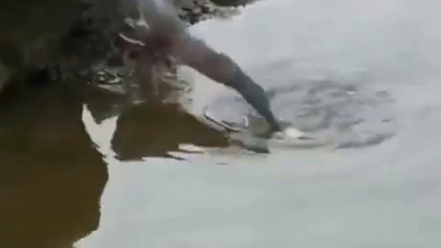 Умная птица ловит рыбу на приманку ) смотреть онлайн