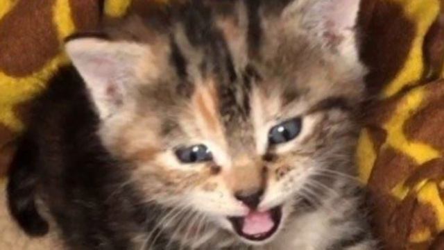 Трехнедельный котенок блуждал по городу, пока не встретил доброго человека. Сказочная история смотреть онлайн