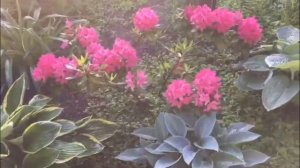 Цветник в тени? Подбираем растения