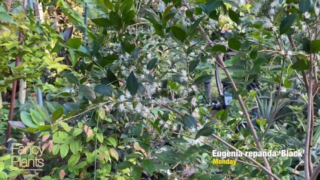 Eugenia repanda black in flower - this rare eugenia is showing off with hundreds of blooms. смотреть онлайн