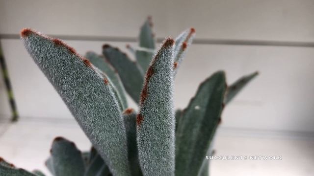How To Grow & Care For Kalanchoe Tomentosa (Panda Plant)