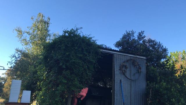 Aussie Flower Garden Shed Tidy With Me. Junk Contents Tour (lol). Before and After. Vlog10. смотреть онлайн