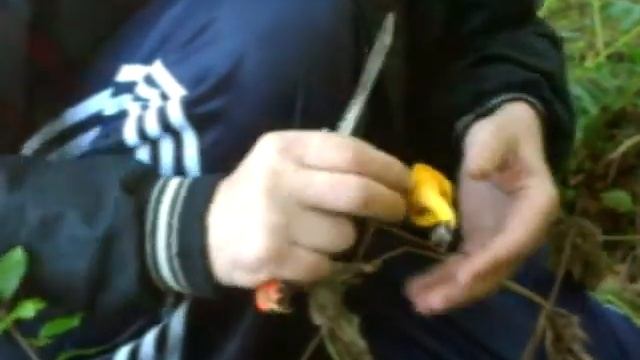 СБОР ГРИБОВ смотреть онлайн