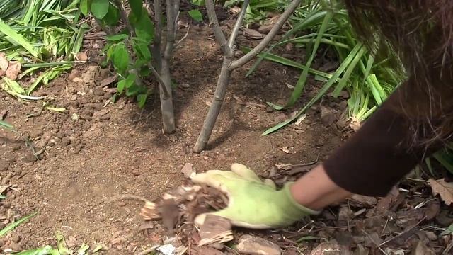 Planting a serviceberry! The Native Plant Garden in May. #native plants #amelanchier смотреть онлайн
