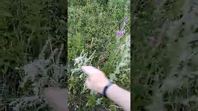 Сонник Полынь во снах.mp4 смотреть онлайн