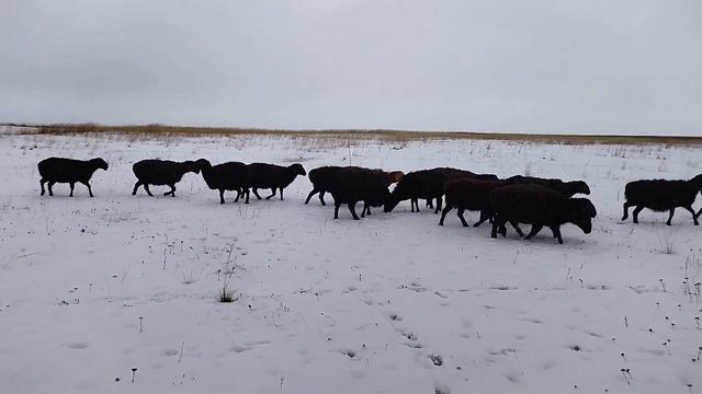 Эдильбаевский баран в отаре овец I Зимнее пастбище смотреть онлайн