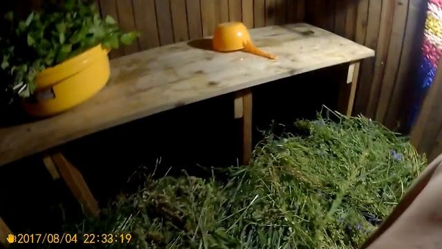 Заготовка дров,вылазка в лес за малиной,парение по царски )) смотреть онлайн