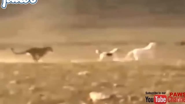 Kangal dogs vs leopard | Dogs vs bear!!! смотреть онлайн