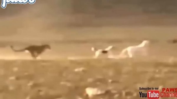 Kangal dogs vs leopard | Dogs vs bear!!!