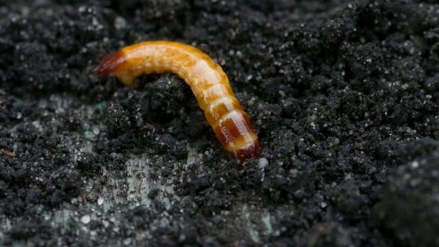 Проволочник на участке основные способы борьбы с вредителем смотреть онлайн