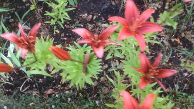 Lys asiatique Le rouge unique et authentique смотреть онлайн